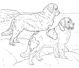 Dibujos de 2 Terranova Perros