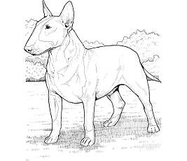 Dibujos de Bull Terrier