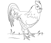 Dibujos de Gallo Sobre Hierba